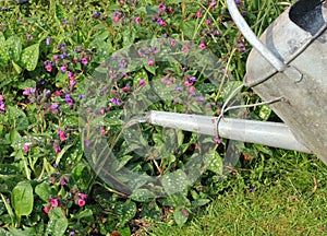 Galvanised metal watering can watering a garden.
