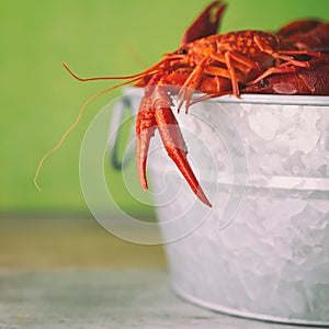 Galvanized steel bucket filled with boiled crawfish. Side view, green background with copy space.