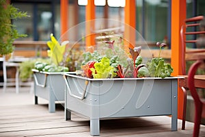galvanized steel troughs used as vegetable planters