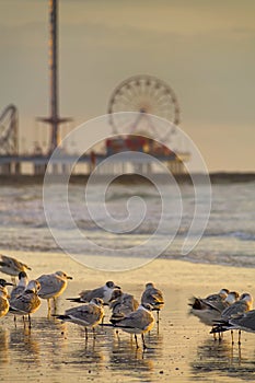 Galveston Pleasure Pier at Dawn photo