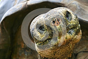 GalÃÂ¡pagos Giant Tortoise, Chelonoidis nigra, GalÃÂ¡pagos National Park, Ecuador photo