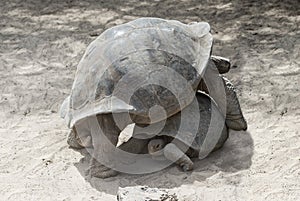 GalÃÂ¡pagos giant tortoises, Galapagos Islands, Ecuador photo