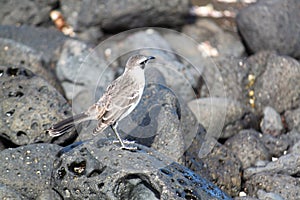 GalÃÂ¡pagos mockingbird (Galapagos, Ecuador) photo