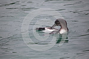 GalÃÂ¡pagos Penguin Spheniscus mendiculus cleaning in water Galapagos Islands, Ecuador