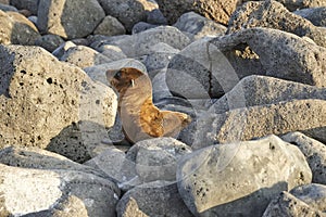 GalÃÂ¡pagos sea lion, Zalophus wollebaeki, smallest sea lion species. photo