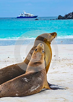 GalÃÂ¡pagos sea lion Zalophus wollebaeki. Isla Sante Fe, Galapagos Islands, Ecuador photo