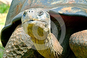 GalÃÂ¡pagos tortoise, Oklahoma City Zoo, 95 years old photo