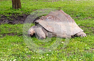 GalÃ¡pagos giant tortoise Chelonoidis nigra eating grass