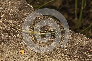 The GalÃ¡pagos lava lizard Microlophus albemarlensis.