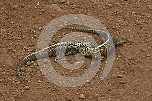 The GalÃ¡pagos lava lizard Microlophus albemarlensis.