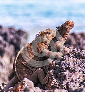 GalÃ¡pagos marine iguanas