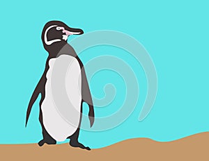 GalÃ¡pagos Penguin vector image