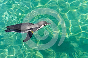 The GalÃ¡pagos penguins can speed up swimming quickly