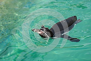 The GalÃ¡pagos penguins can speed up swimming quickly