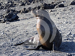 GalÃ¡pagos sea lion, Zalophus wollebaeki, on the coast of Isabela Island, Galapagos, Ecuador