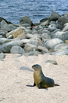 GalÃ¡pagos Sea Lion, Zalophus wollebaeki, GalÃ¡pagos National Park