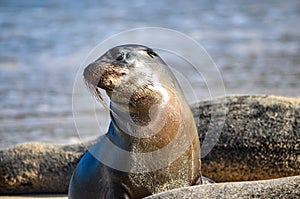 GalÃ¡pagos sea lion Zalophus wollebaeki. Isla Sante Fe, Galapagos Islands, Ecuador