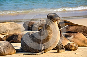 GalÃ¡pagos sea lion Zalophus wollebaeki. Isla Sante Fe, Galapagos Islands, Ecuador