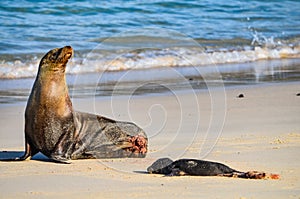 GalÃ¡pagos sea lion Zalophus wollebaeki. Isla Sante Fe, Galapagos Islands, Ecuador