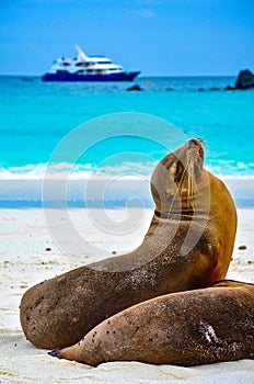 GalÃ¡pagos sea lion Zalophus wollebaeki. Isla Sante Fe, Galapagos Islands, Ecuador