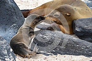 GalÃ¡pagos sea lion Zalophus wollebaeki, a species that exclusively breeds on the GalÃ¡pagos Islands, on Isla Sante Fe