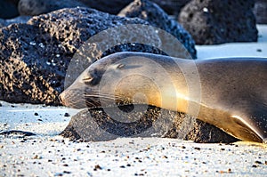 GalÃ¡pagos sea lion Zalophus wollebaeki, a species that exclusively breeds on the GalÃ¡pagos Islands, on Isla Sante Fe