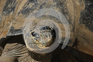 A GalÃ¡pagos tortoise