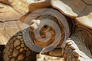 GalÃ¡pagos tortoise Chelonoidis n.complex