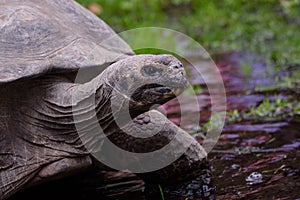 GalÃ¡pagos Tortoise Chelonoidis nigra during annual weighing event at Riga Zoo