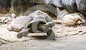 GalÃ¡pagos tortoise Chelonoidis nigra looking to the right