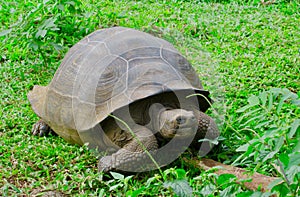 GalÃ¡pagos turtle