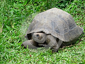 GalÃ¡pagos turtle