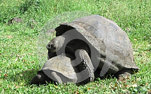 GalÃ¡pagos turtle