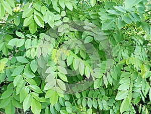 Gamal (Gliricidia sepium) is the name of a type of plant from the legume family