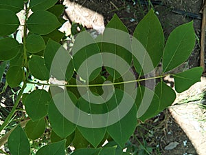 Gamal (Gliricidiasepium) leaves are green. top view