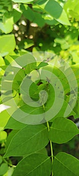 Gamal Leaf