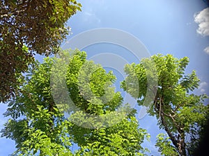 Gamal leaves on a blue sky background