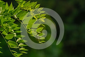 Gamal plant which has thin green leaves, grows for living fences on the edge of rice fields