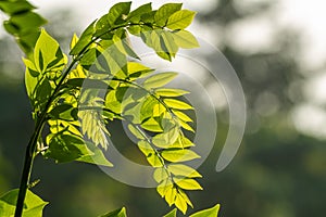 Gamal plant which has thin green leaves, grows for living fences on the edge of rice fields