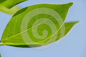 Gamal plant which has thin green leaves, grows for living fences on the edge of rice fields