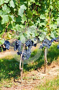 Gamay grape photo