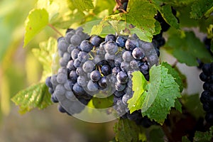 Gamay grapes on vines with lush green leaves photo