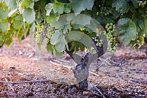 Gamay grapes on vines with lush green leaves photo