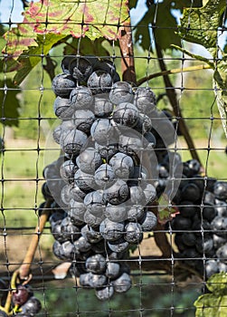 Gamay Red Wine Grapes #2 photo