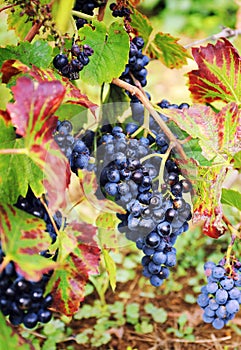Gamay Wine Grape photo