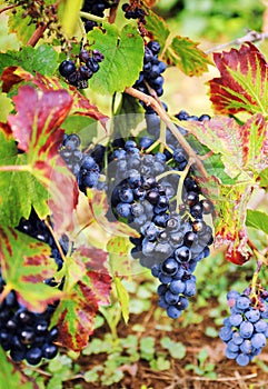 Gamay Wine Grape