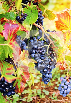 Gamay Wine Grape photo