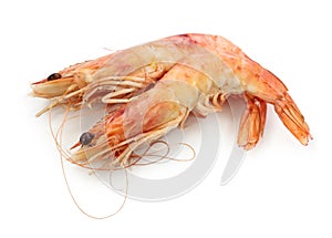 Gambas photo