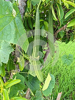 Gambas plant (luffa acutangula): is a vegetable plant