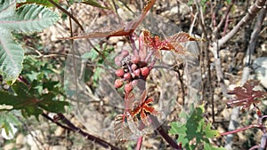 Gambel oak bud